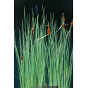 TYPHA minima