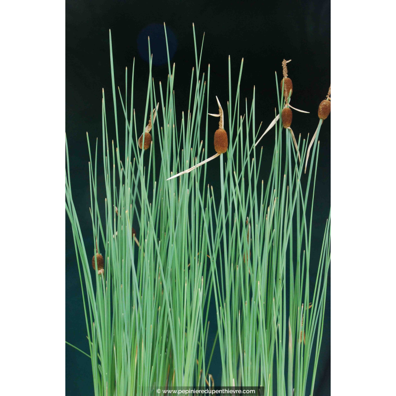 TYPHA minima