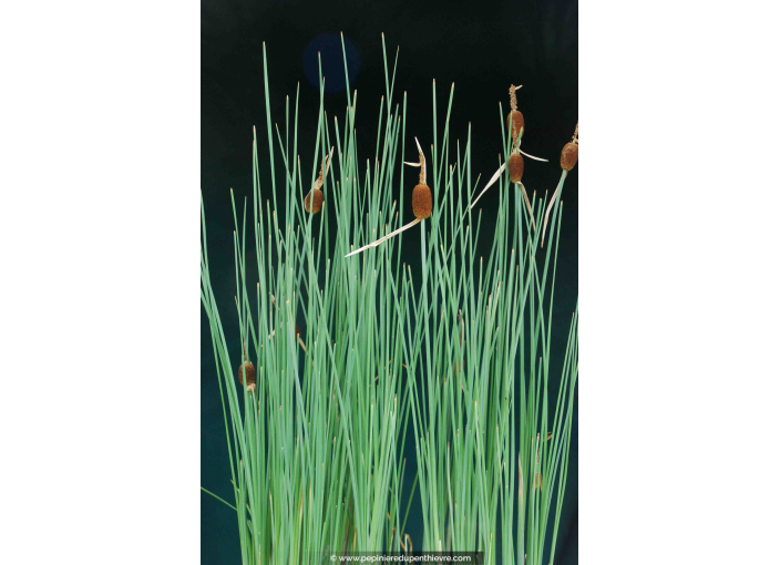 TYPHA minima