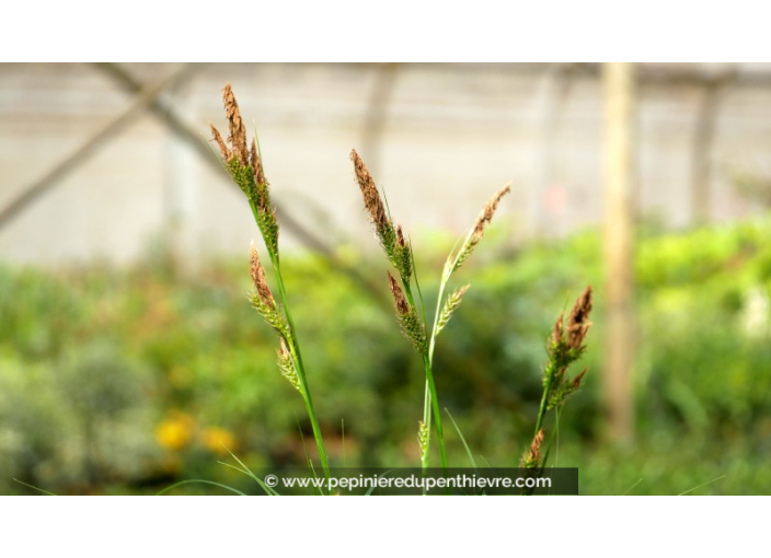 CAREX oshimensis 'Evergreen'® CAREX oshimensis 'Evergreen'®