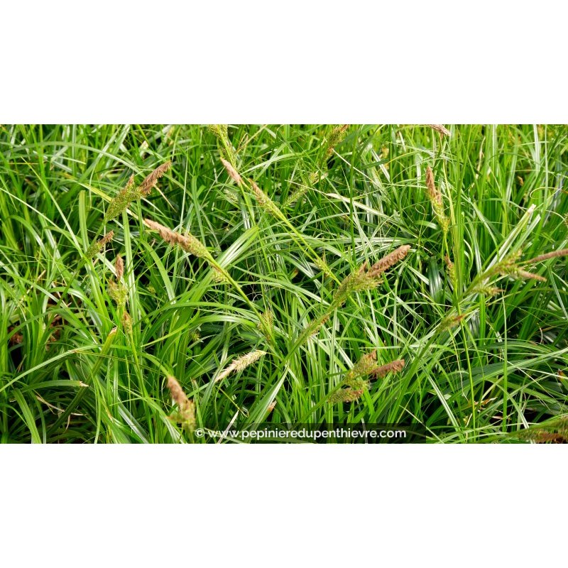 CAREX oshimensis 'Evergreen'®