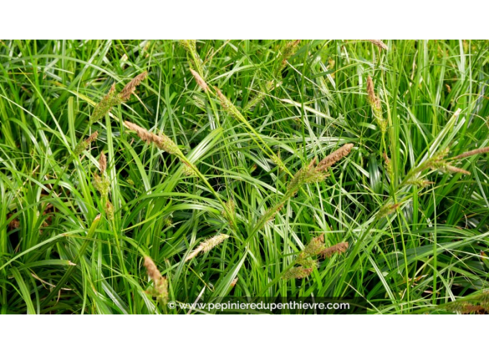 CAREX oshimensis 'Evergreen'®