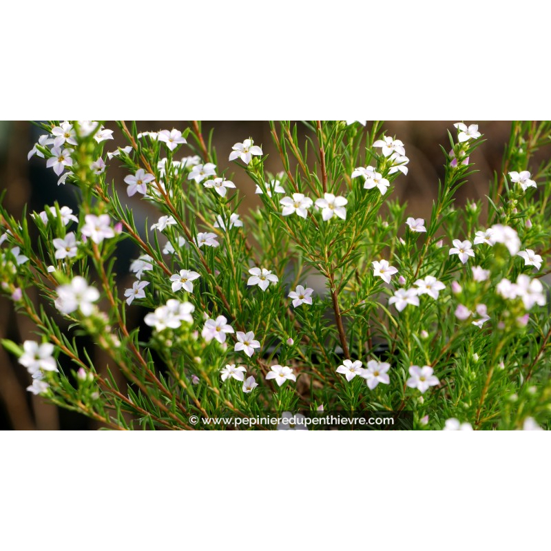 DIOSMA hirsuta 'Pink Fountain'