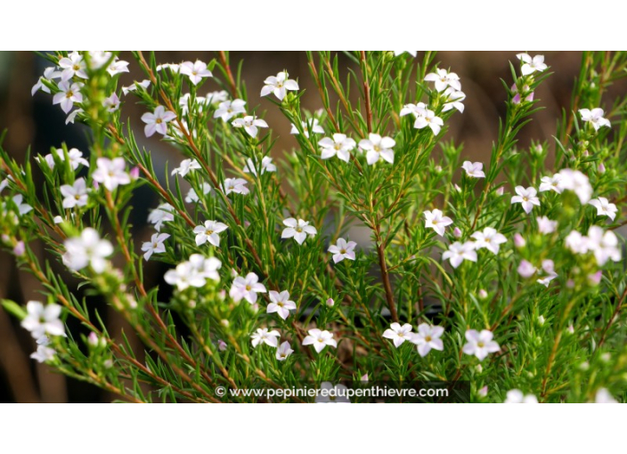 DIOSMA hirsuta 'Pink Fountain'