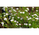 DIOSMA hirsuta 'Pink Fountain' DIOSMA hirsuta 'Pink Fountain'