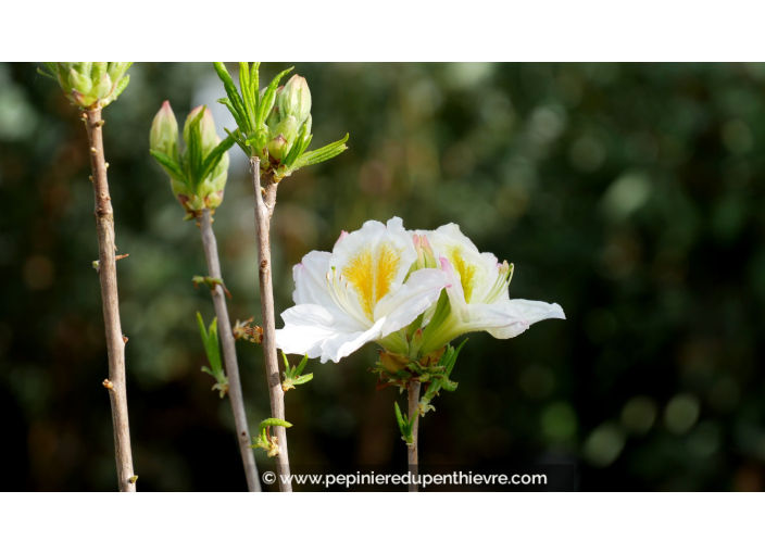 AZALEA mollis 'Persil' (blanc)