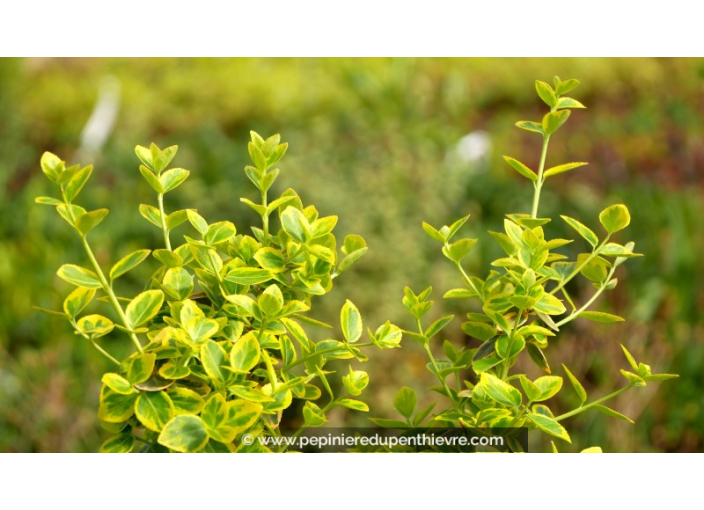 EUONYMUS fortunei 'Emerald'n Gold'