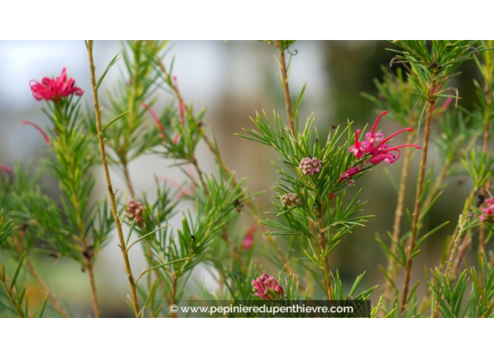 GREVILLEA juniperina