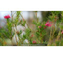 GREVILLEA juniperina