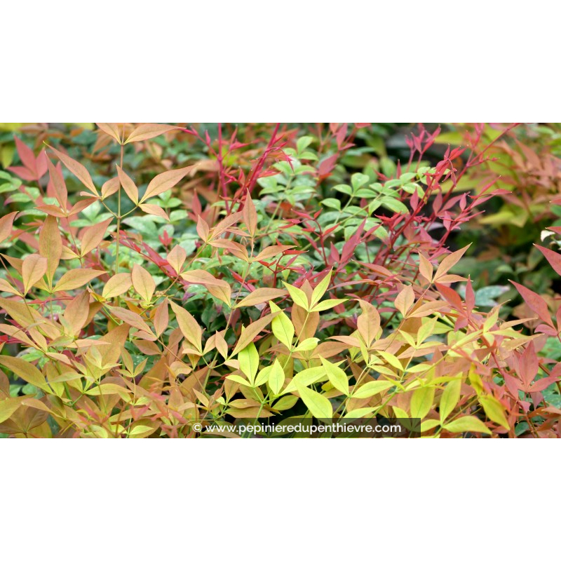NANDINA domestica 'Gulf Stream'