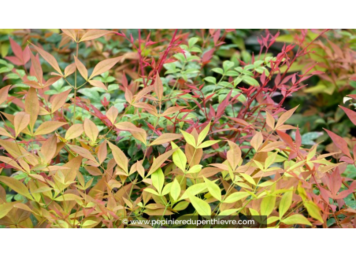 NANDINA domestica 'Gulf Stream'