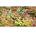NANDINA domestica 'Gulf Stream' NANDINA domestica 'Gulf Stream'