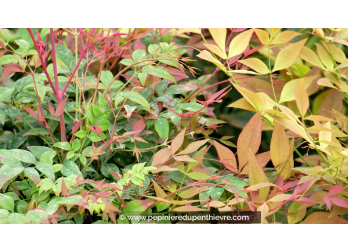 NANDINA domestica 'Gulf Stream' NANDINA domestica 'Gulf Stream'