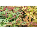 NANDINA domestica 'Gulf Stream' NANDINA domestica 'Gulf Stream'