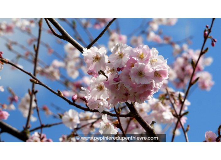 PRUNUS 'Accolade' - Printemps