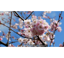 PRUNUS 'Accolade' - Printemps
