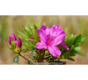 AZALEA japonica 'Blue Danube' (violacé) AZALEA japonica 'Blue Danube' (violacé)