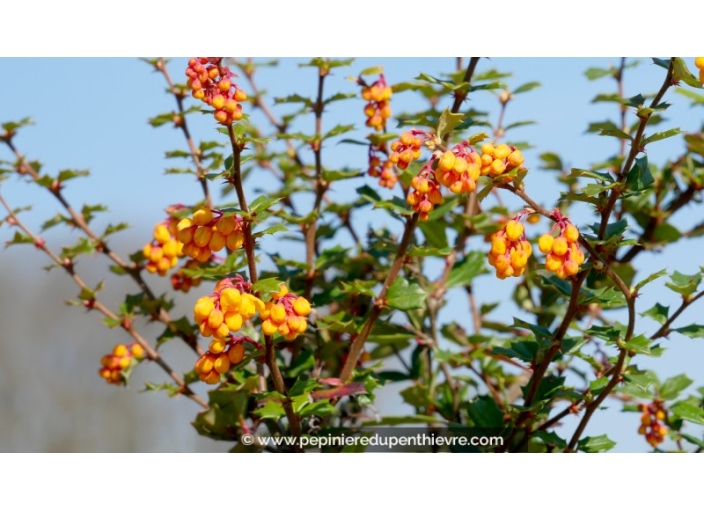 BERBERIS darwinii