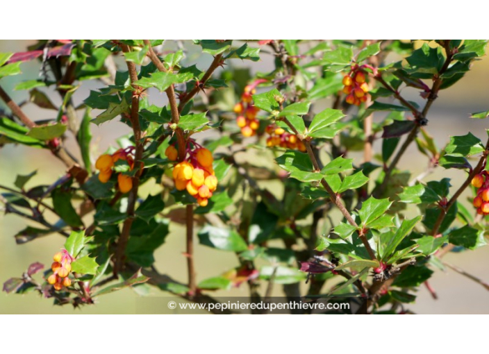 BERBERIS darwinii
