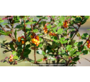 BERBERIS darwinii