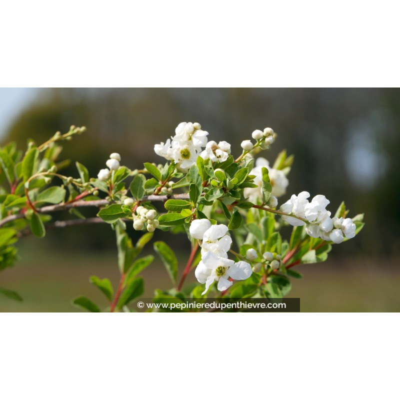 EXOCHORDA X macrantha 'The Bride'