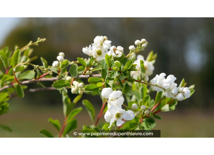 EXOCHORDA X macrantha 'The Bride'