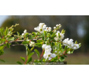 EXOCHORDA X macrantha 'The Bride'