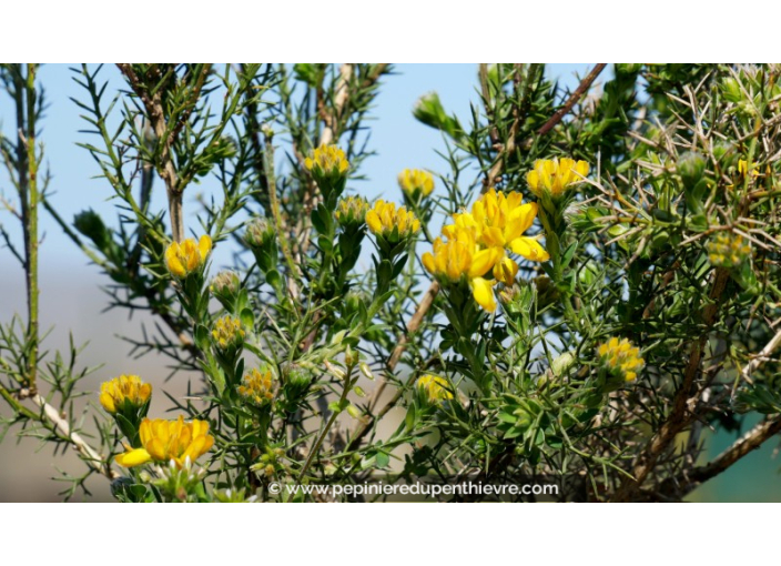 GENISTA hispanica GENISTA hispanica