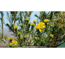 GENISTA hispanica GENISTA hispanica