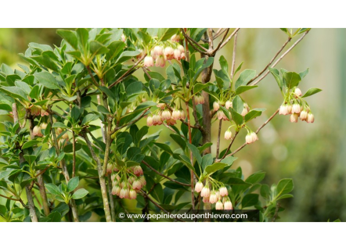 ENKIANTHUS campanulatus ENKIANTHUS campanulatus