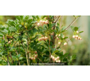 ENKIANTHUS campanulatus ENKIANTHUS campanulatus