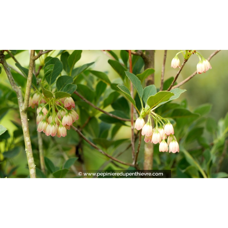 ENKIANTHUS campanulatus