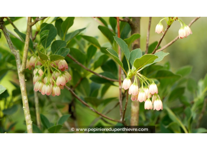 ENKIANTHUS campanulatus