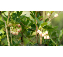 ENKIANTHUS campanulatus ENKIANTHUS campanulatus