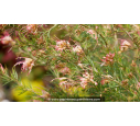 GREVILLEA  'Desert flame'