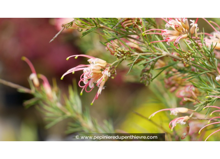 GREVILLEA  'Desert flame'