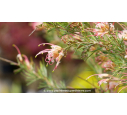 GREVILLEA  'Desert flame'
