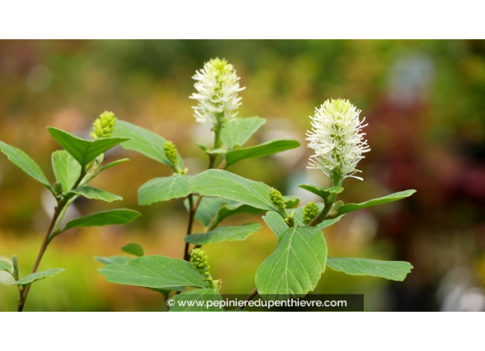FOTHERGILLA major