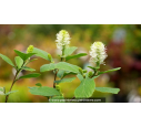 FOTHERGILLA major