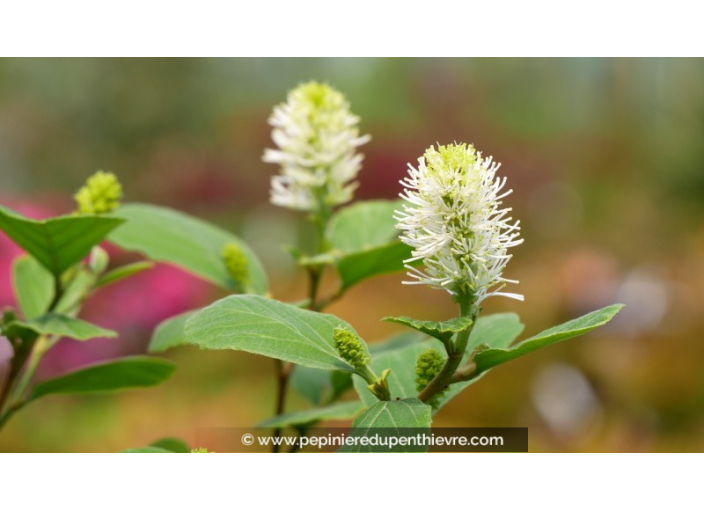 FOTHERGILLA major