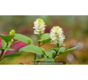 FOTHERGILLA major
