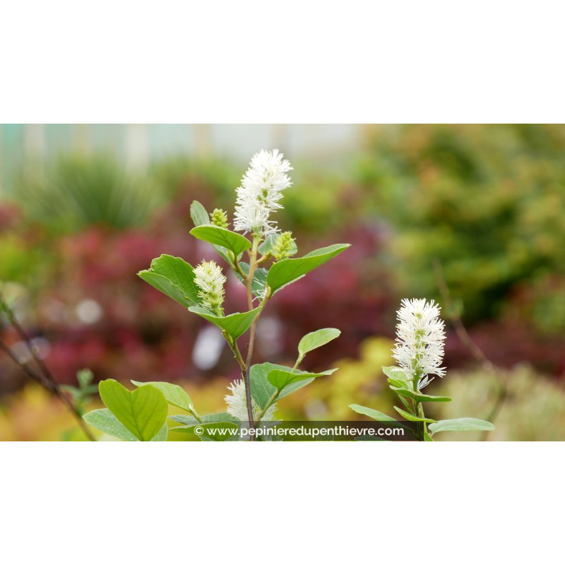 FOTHERGILLA major