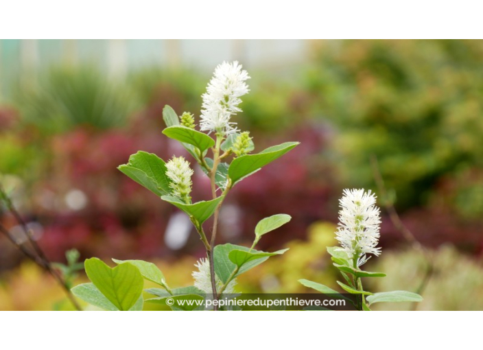 FOTHERGILLA major