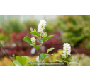 FOTHERGILLA major