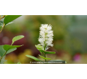 FOTHERGILLA major