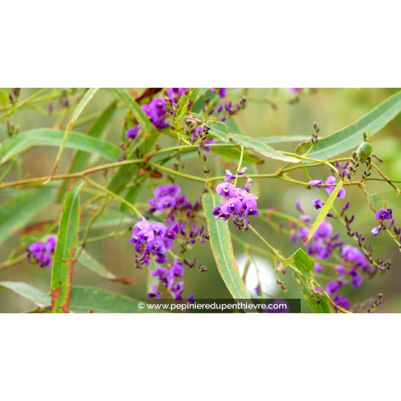 HARDENBERGIA violacea 'Meema'®