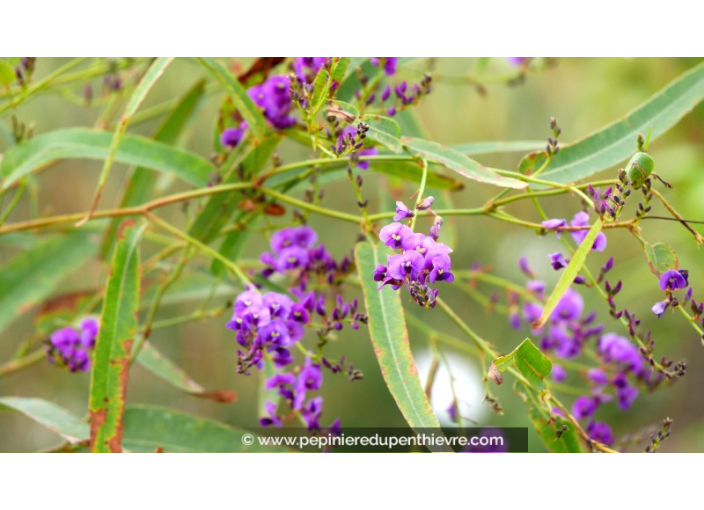 HARDENBERGIA violacea 'Meema'®