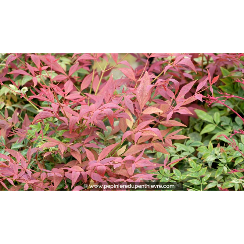 NANDINA domestica 'Obsessed'®