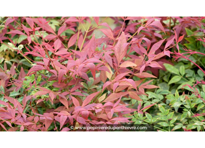 NANDINA domestica 'Obsessed'®