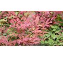 NANDINA domestica 'Obsessed'® NANDINA domestica 'Obsessed'®